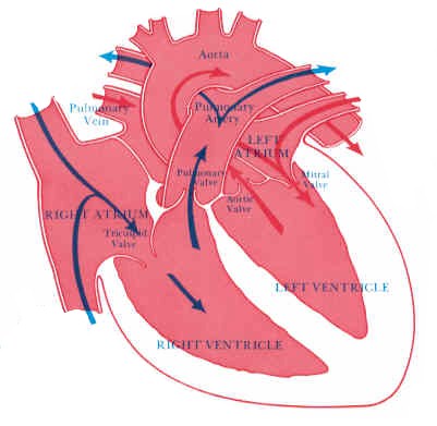 Picture of the heart showing directional blood flow within the four chambers.