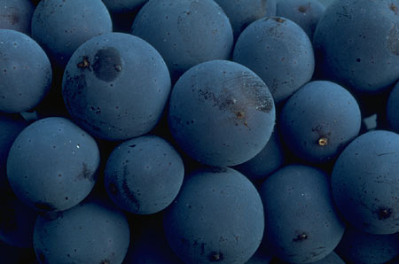 picture of blueberries