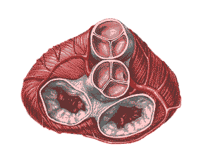cross section of the heart showing heart valves