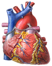 picture of the heart